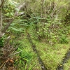 Plants: image 68 Of 208 Thumb